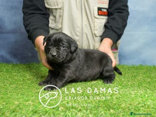 Labrador Retriever perros Cachorros de labrador negro - Anuncio 2