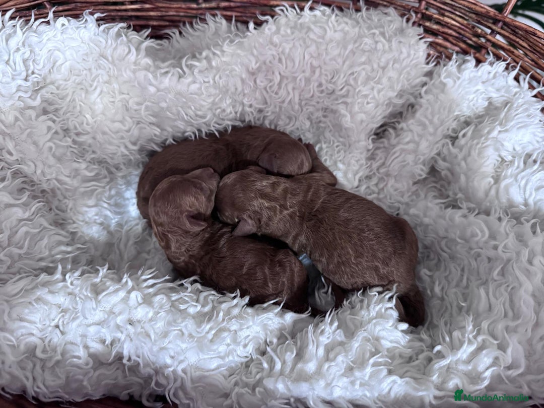 Caniche Toy perros en venta: CANICHE ROJO - Anuncio 2