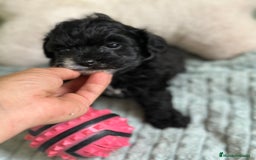 Maltipoo perros en venta: MLTIPOO HEMBRA TOY NEGRA - Imagen 5