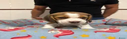 Beagle perros en venta: Cachorros beagle tricolor - Anuncio 6