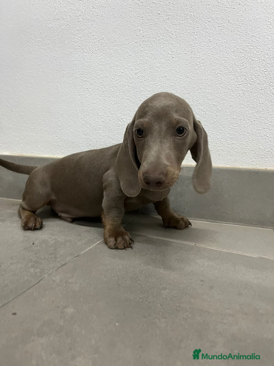 Teckel perros en venta: Cachorro de teckel  - Anuncio 3