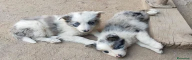 Border Collie 4