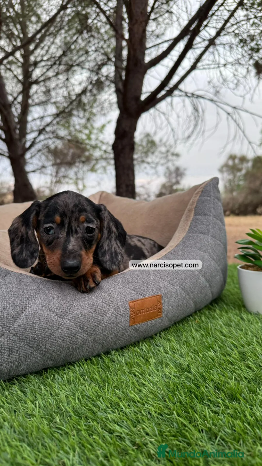 Teckel perros en venta: TECKEL MINI PLATA MERLE en Asturias - Anuncio 1