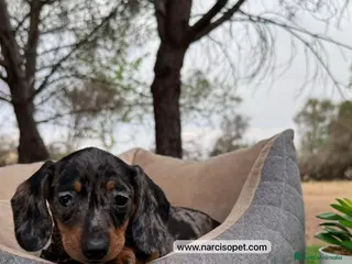 Teckel perros TECKEL MINI PLATA MERLE - Anuncio 6