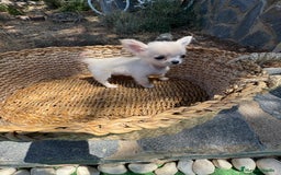 Chihuahua perros en venta: Chihuahua Micro Toy Hembra !!! - Imagen 12