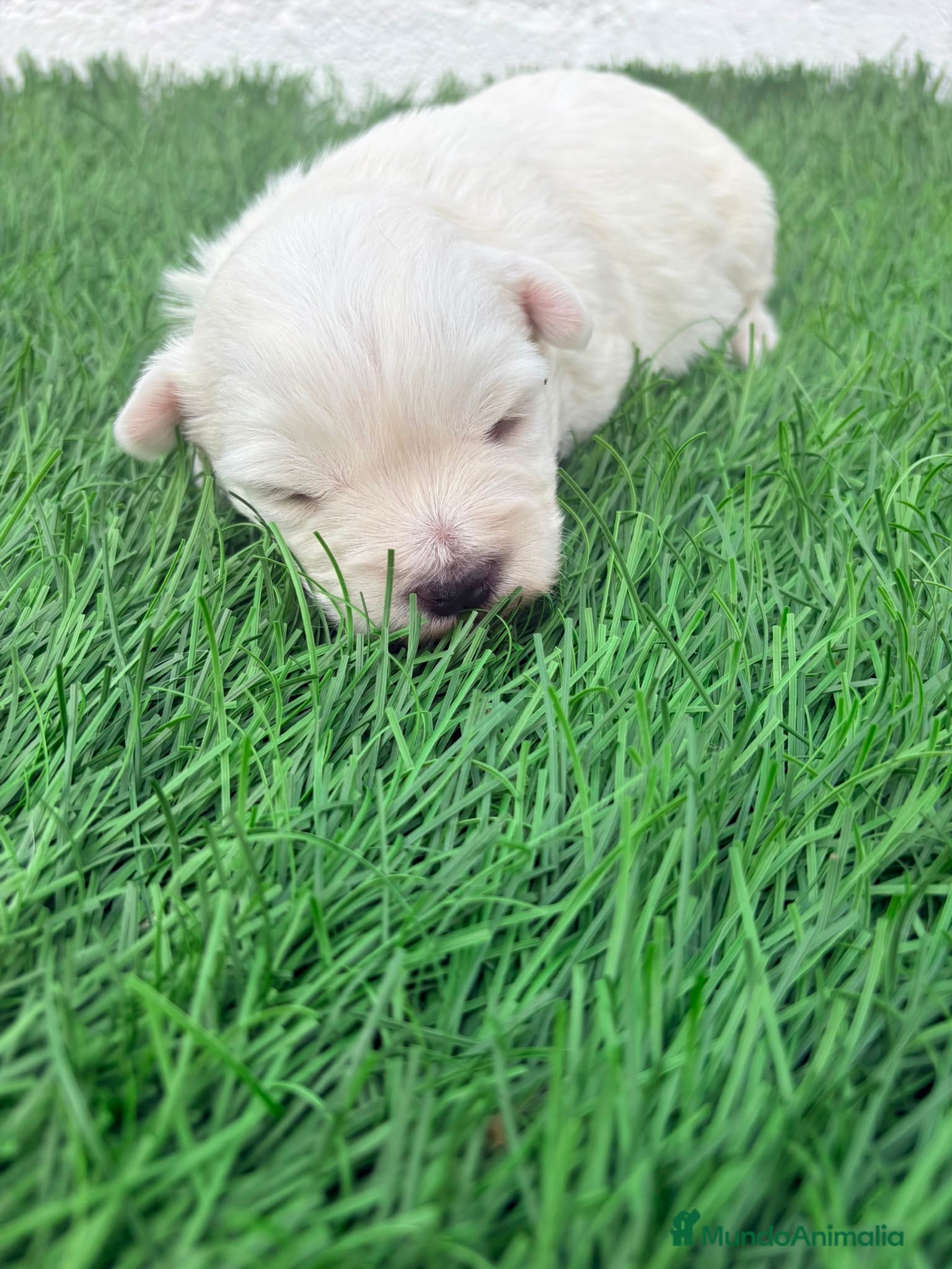 West Highland White Terrier perros West Highland White Terrier - Anuncio 3