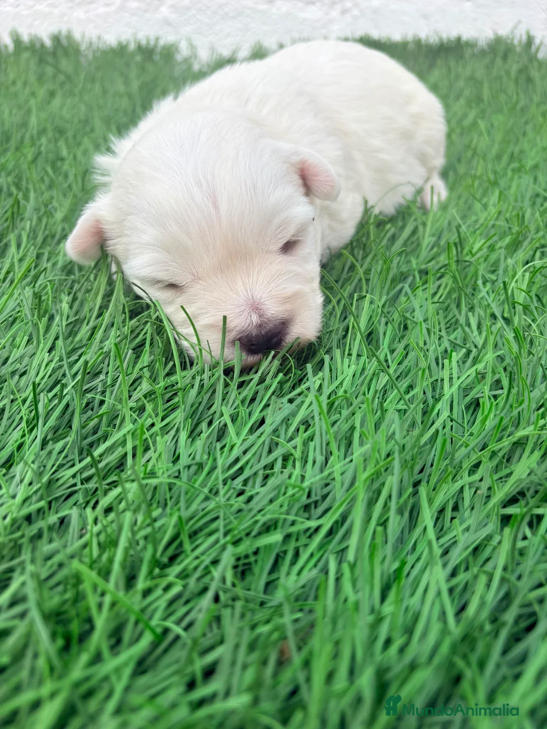 West Highland White Terrier perros en venta: West Highland White Terrier en Madrid - Anuncio 1