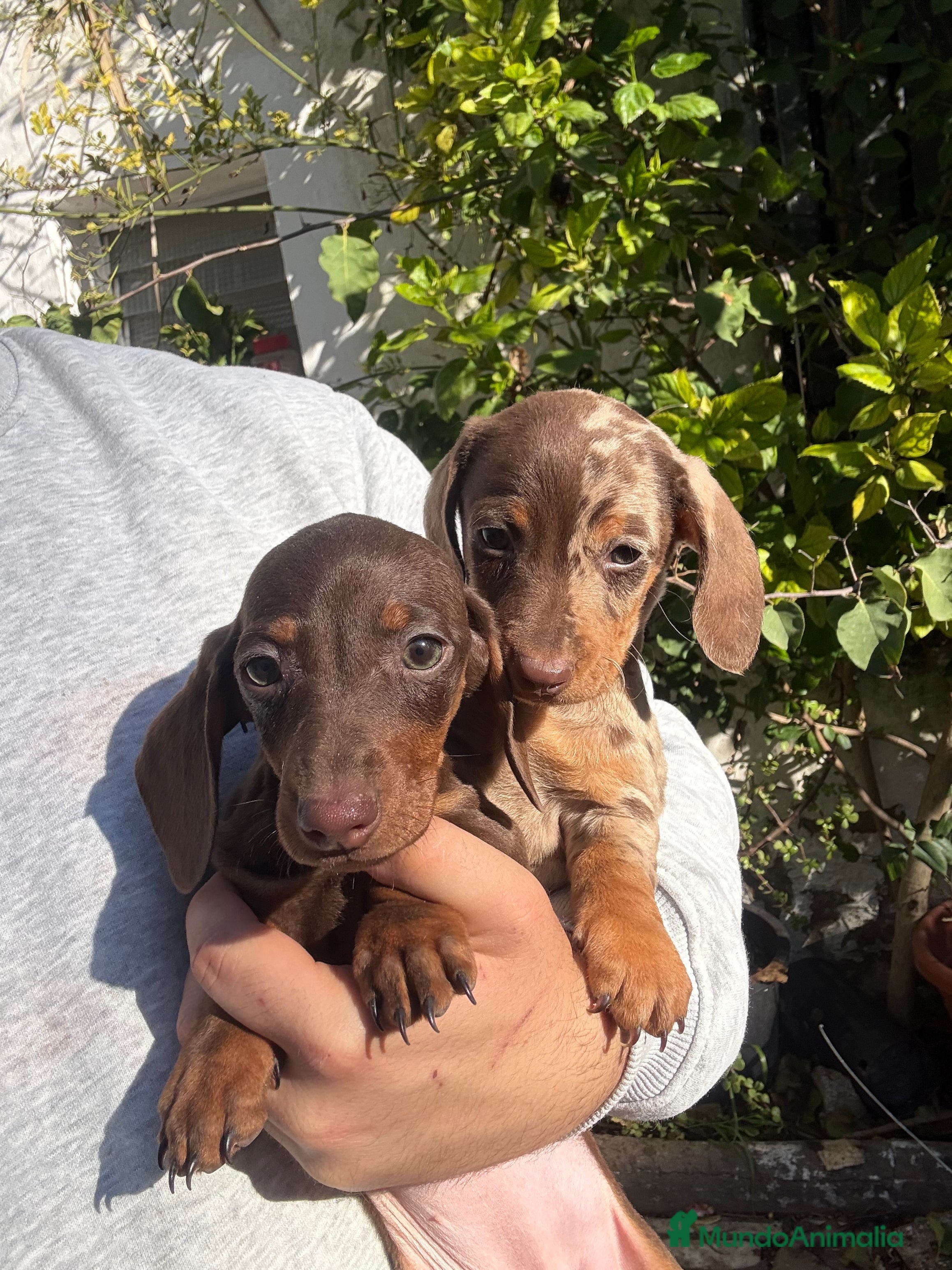 Teckel perros Teckels mini y kaninchen  - Anuncio 2