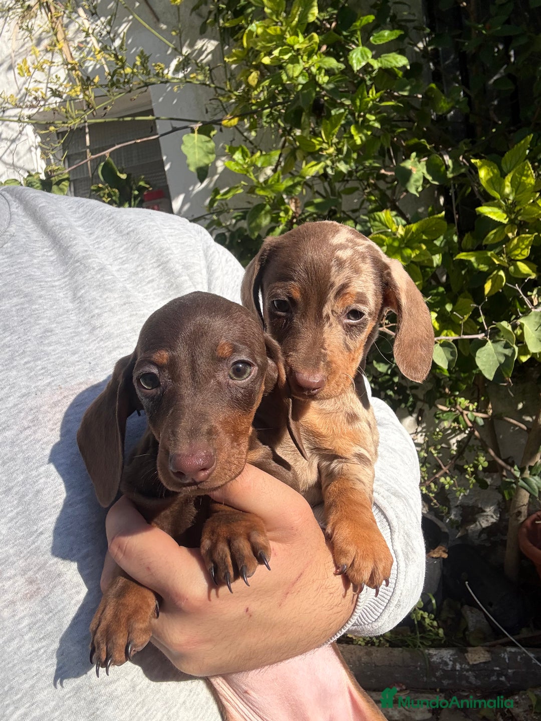 Teckel perros en venta: Teckels mini y kaninchen  - Anuncio 1