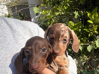 Teckel perros Teckels mini y kaninchen - Anuncio 2