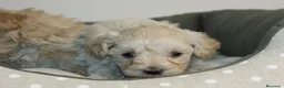Maltipoo perros en venta: CACHORROS DE MALTIPOO  - Anuncio 3