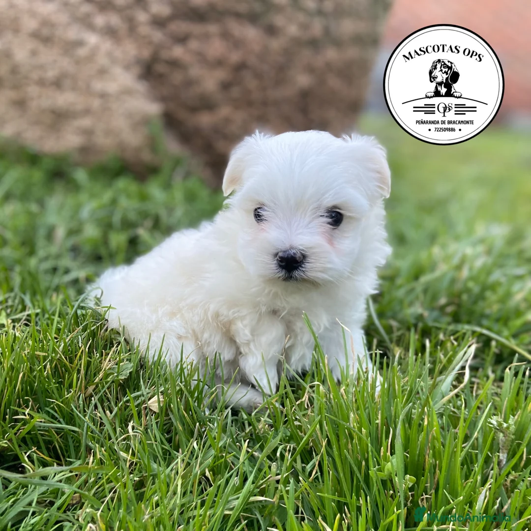 Bichón Maltés perros en venta: Bichón Maltés ¡¡PRECIOSA REAL!! en Salamanca - Anuncio 5