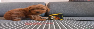 Caniche Toy 1