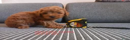 Caniche Toy perros en venta: Caniche Toy Rojo en Madrid - Anuncio 9