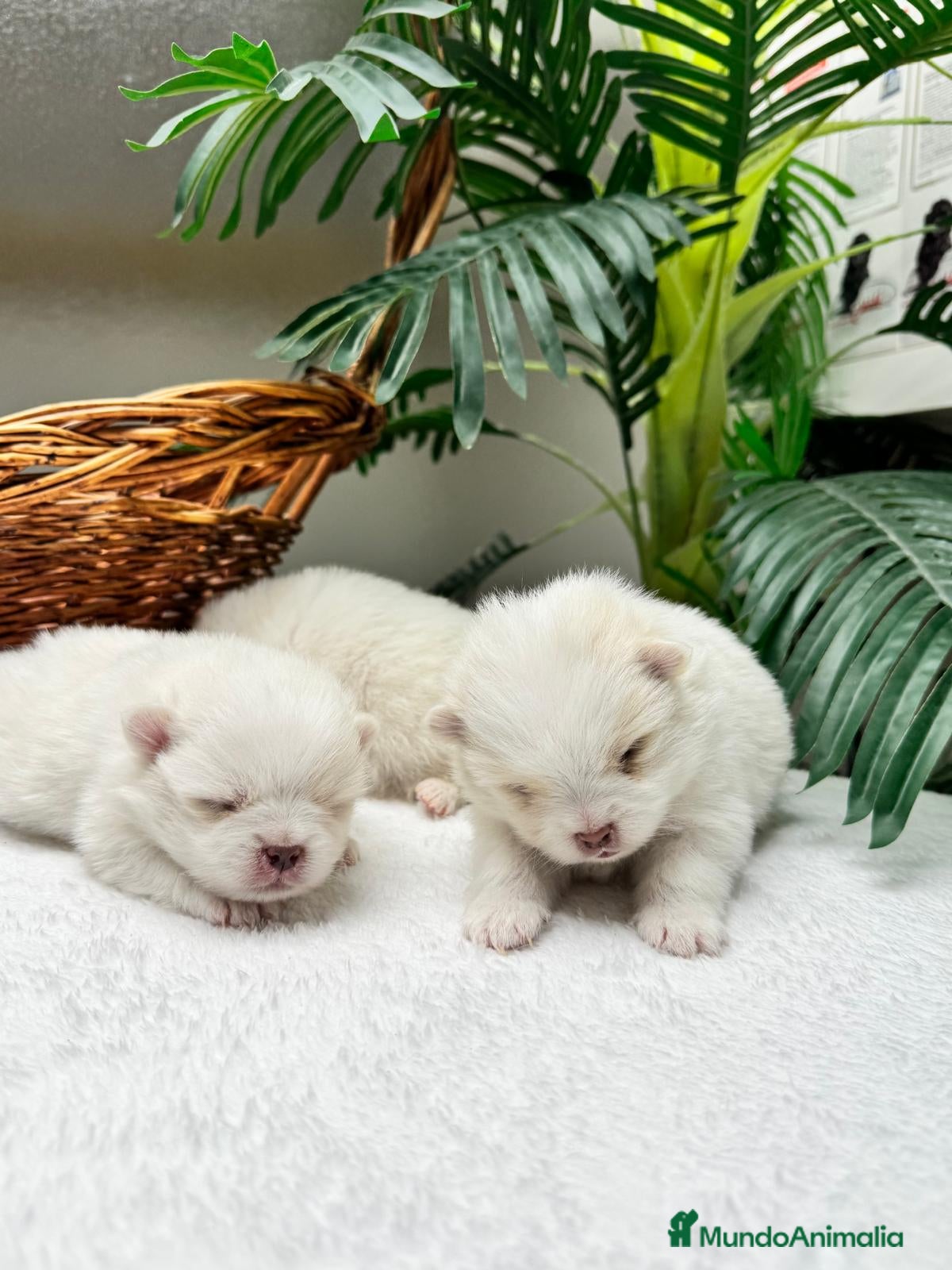 Pomerania perros POMERANIA  - Anuncio 1