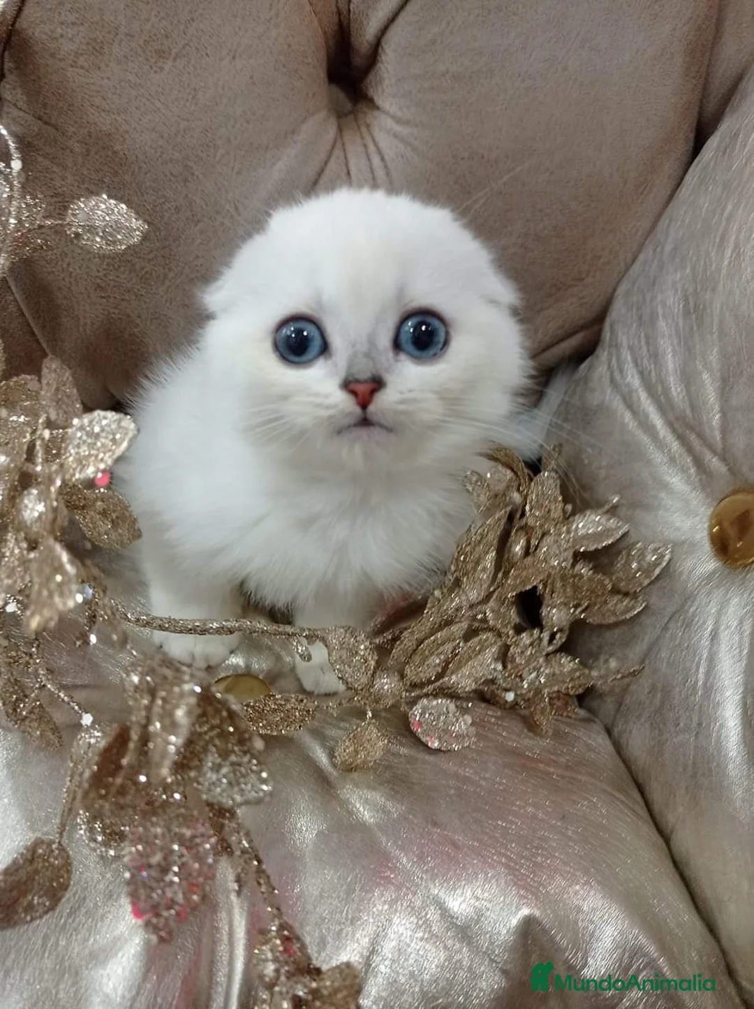 Scottish Fold gatos en venta: Adorable Scotthis Fold Shade en Madrid - Anuncio 3