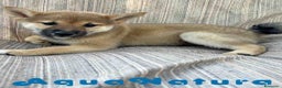 Shiba Inu perros en venta: Shiba Inu Hembra 7187 - AQUANATURA en Barcelona - Anuncio 5