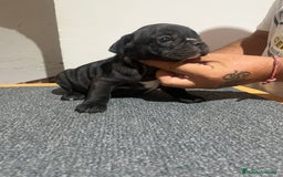 Bulldog Francés perros en venta: Bulldog francés  - Imagen 2