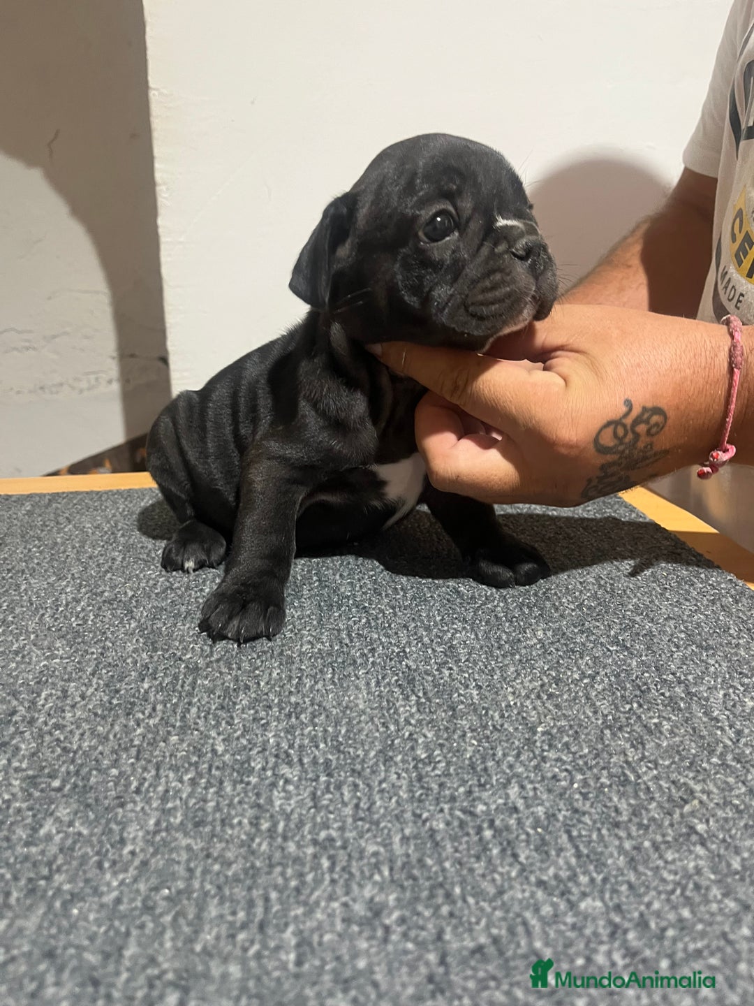 Bulldog Francés perros en venta: Bulldog francés  - Imagen 2
