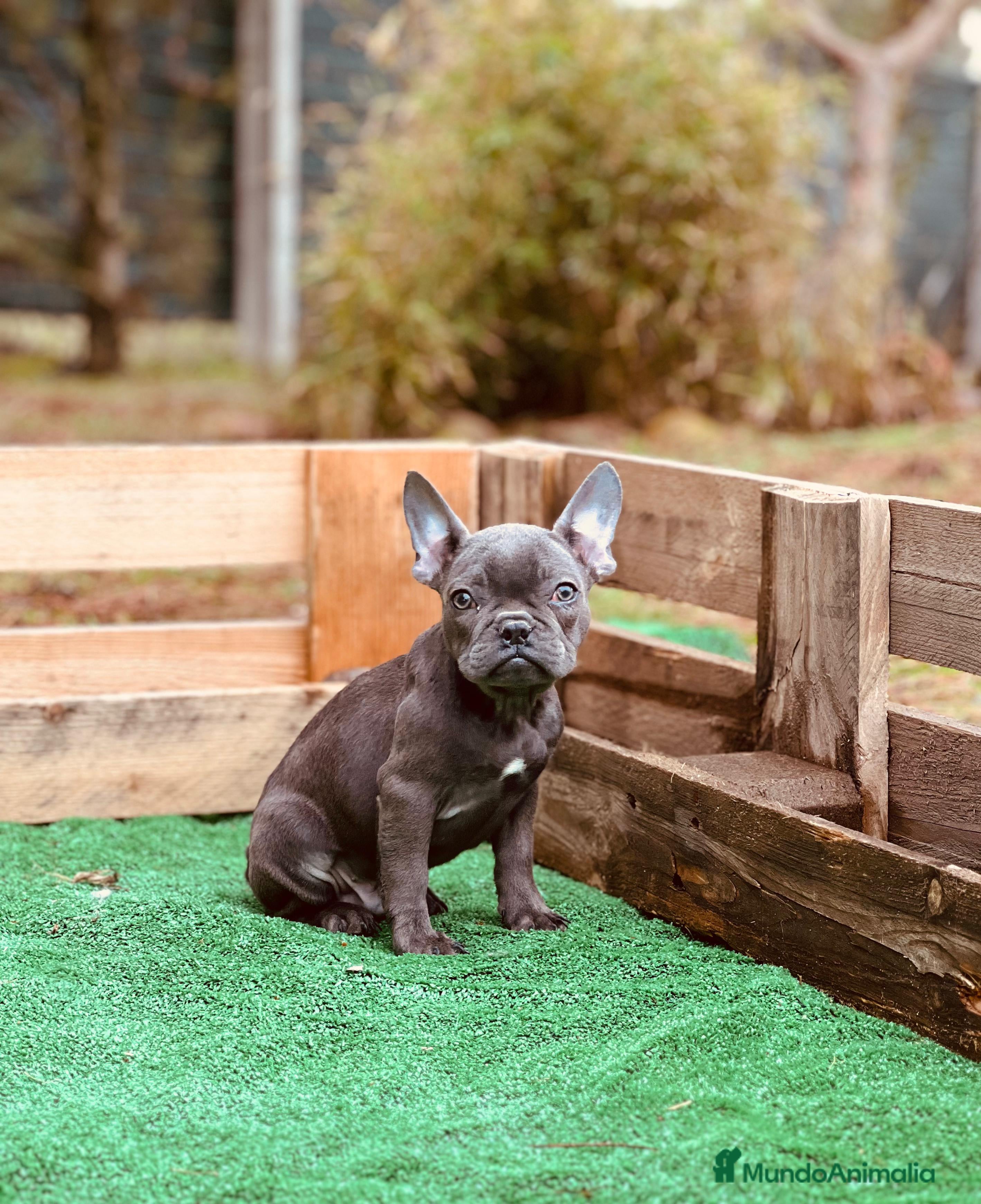 Bulldog Francés perros Bulldog francés blue y merle - Anuncio 4