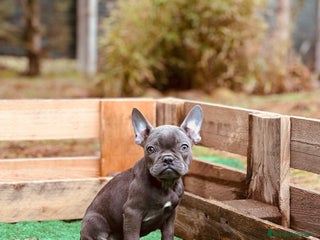 Bulldog Francés perros Bulldog francés blue y merle - Anuncio 4