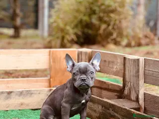 Bulldog Francés perros Bulldog francés blue y merle - Anuncio 20