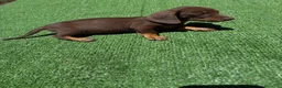 Teckel perros en venta: Teckel Kannichen de Calidad  - Anuncio 13