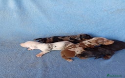 Teckel Miniatura perros en venta: Espectacular camada teckel  - Anuncio 1