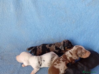 Teckel Miniatura perros Espectacular camada teckel - Anuncio 3