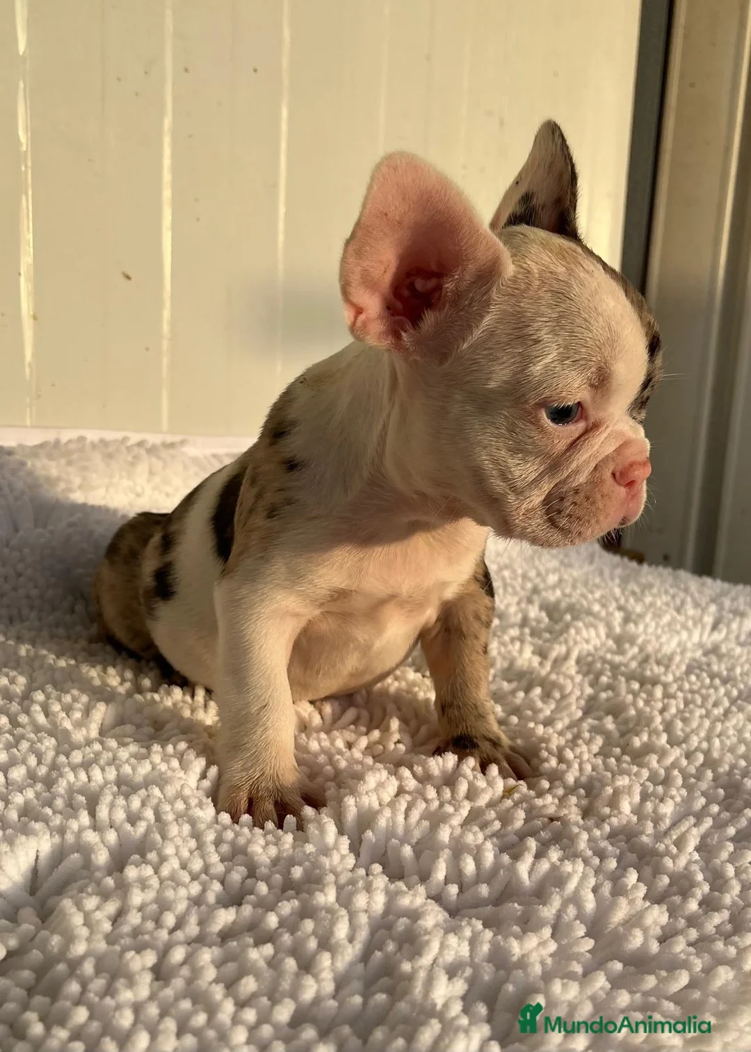 Bulldog Francés perros en venta: Bulldog francés  - Anuncio 2