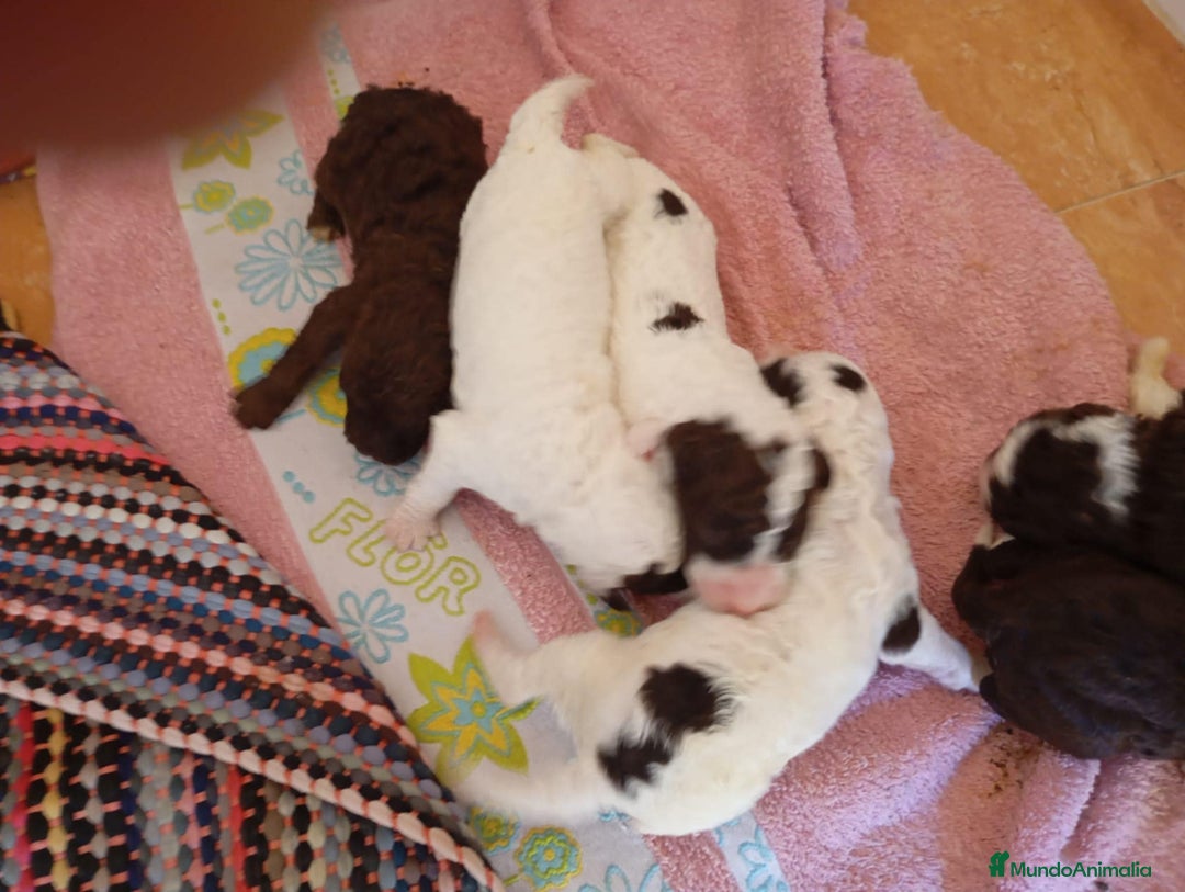 Perro de Agua Español perros en venta: Cachorritas de perro de aguas 🇪🇸 - Imagen 3