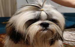 Shih Tzu perros en venta: Shih Tzu de Mumbrafer  - Imagen 8