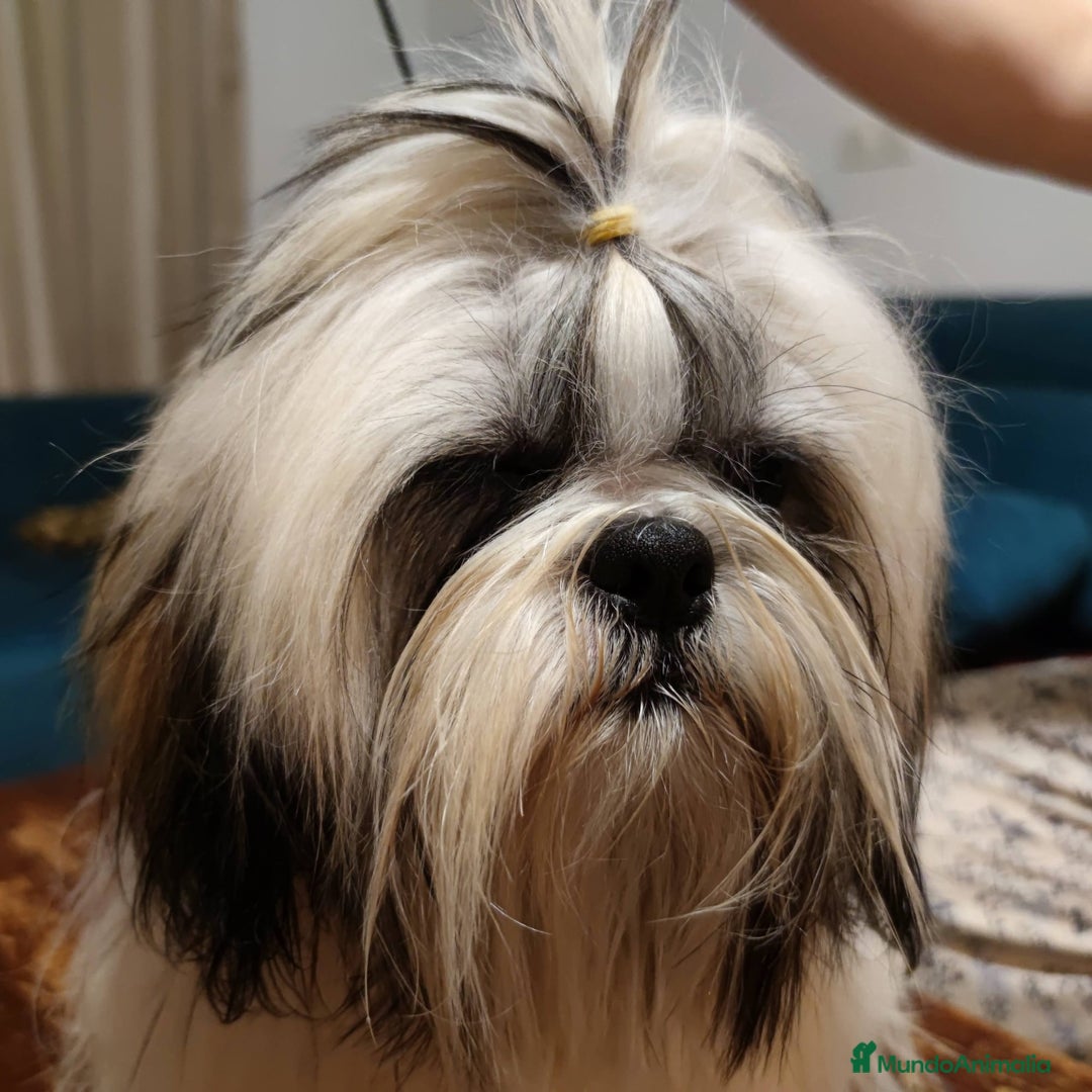 Shih Tzu perros en venta: Shih Tzu de Mumbrafer  - Imagen 8