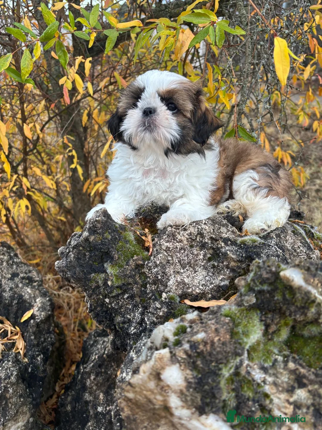 Shih Tzu perros en venta: Shih Tzu hembra disponible !!! - Anuncio 8
