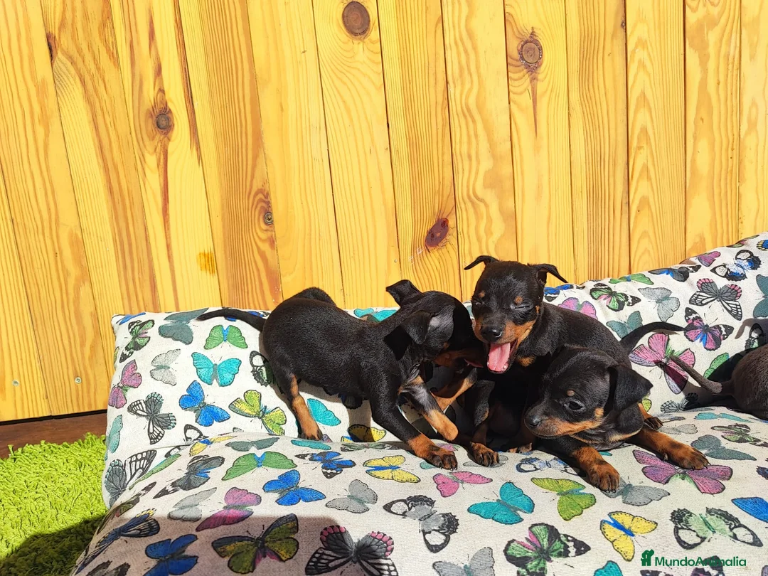 Pinscher Miniatura perros en venta: Pinchar miniatura - Anuncio 1