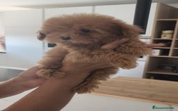 Caniche Toy perros en venta: Caniche Toy excelente  - Imagen 6
