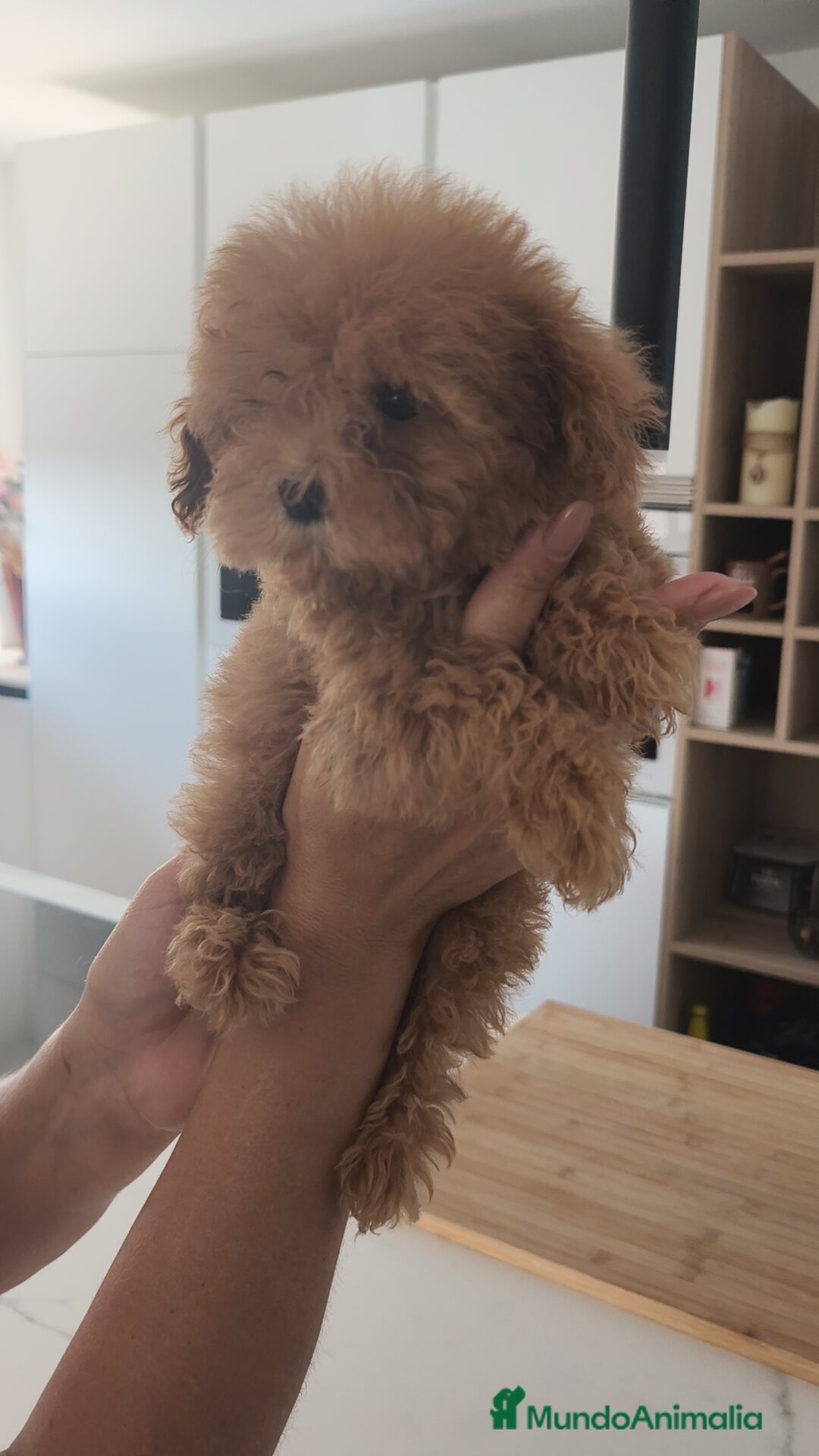 Caniche Toy perros en venta: Caniche Toy excelente  - Imagen 6