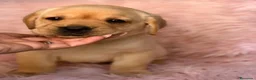 Labrador Retriever perros en venta: LABRADOR RETRIEVER  - Anuncio 7