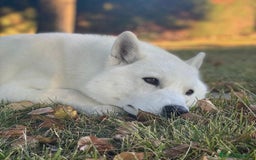 Husky Siberiano perros en venta: Hembra husky  - Imagen 1