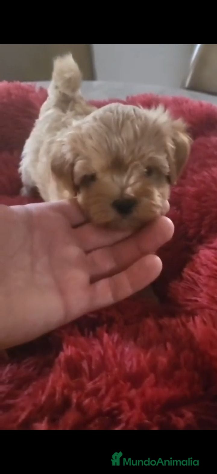 Maltipoo perros Maltipoo - Anuncio 2