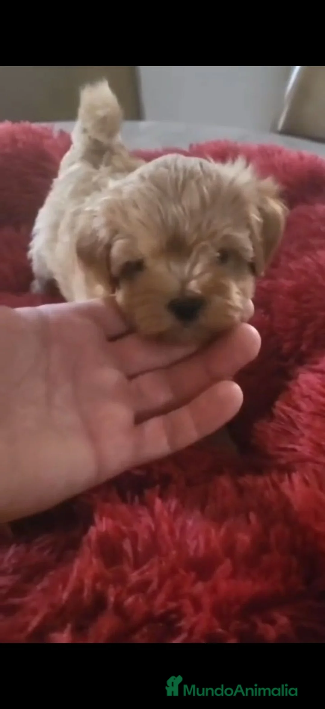 Maltipoo perros en venta: Maltipoo - Anuncio 1