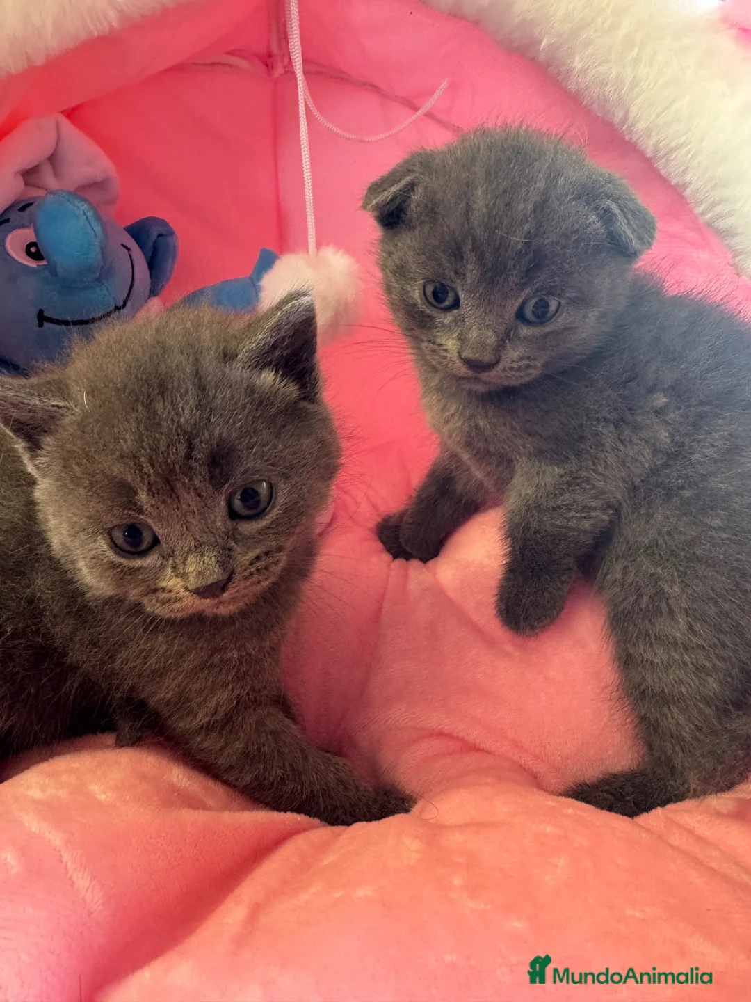 Scottish Fold gatos en venta: Scotis folh - Anuncio 1