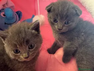 Scottish Fold gatos Scotis folh - Anuncio 1