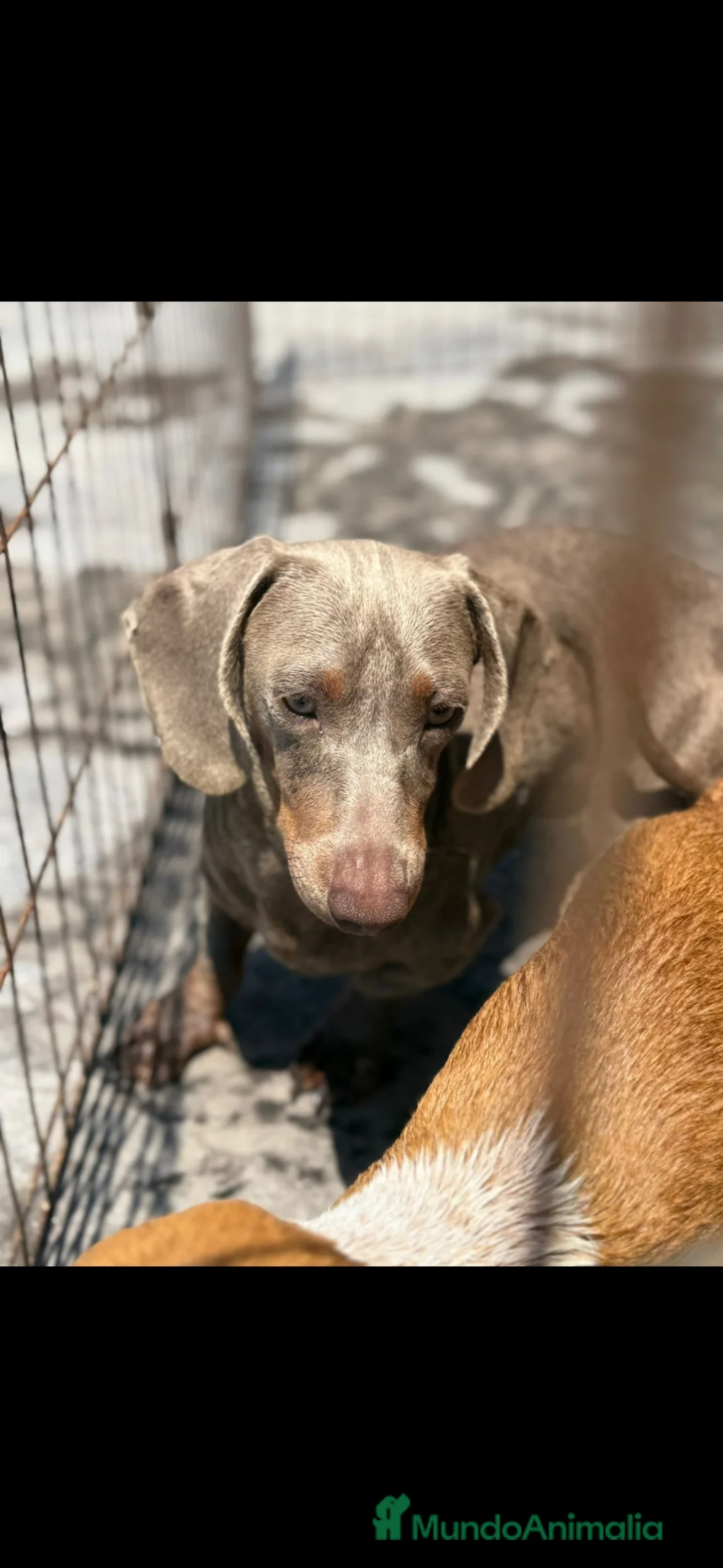 Teckel perros para monta: TECKEL ISABELLA - Anuncio 1