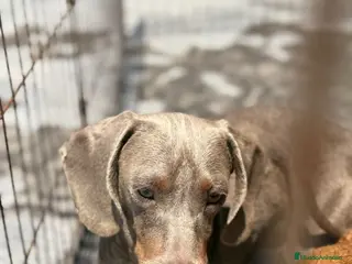 Teckel perros TECKEL ISABELLA - Anuncio 1