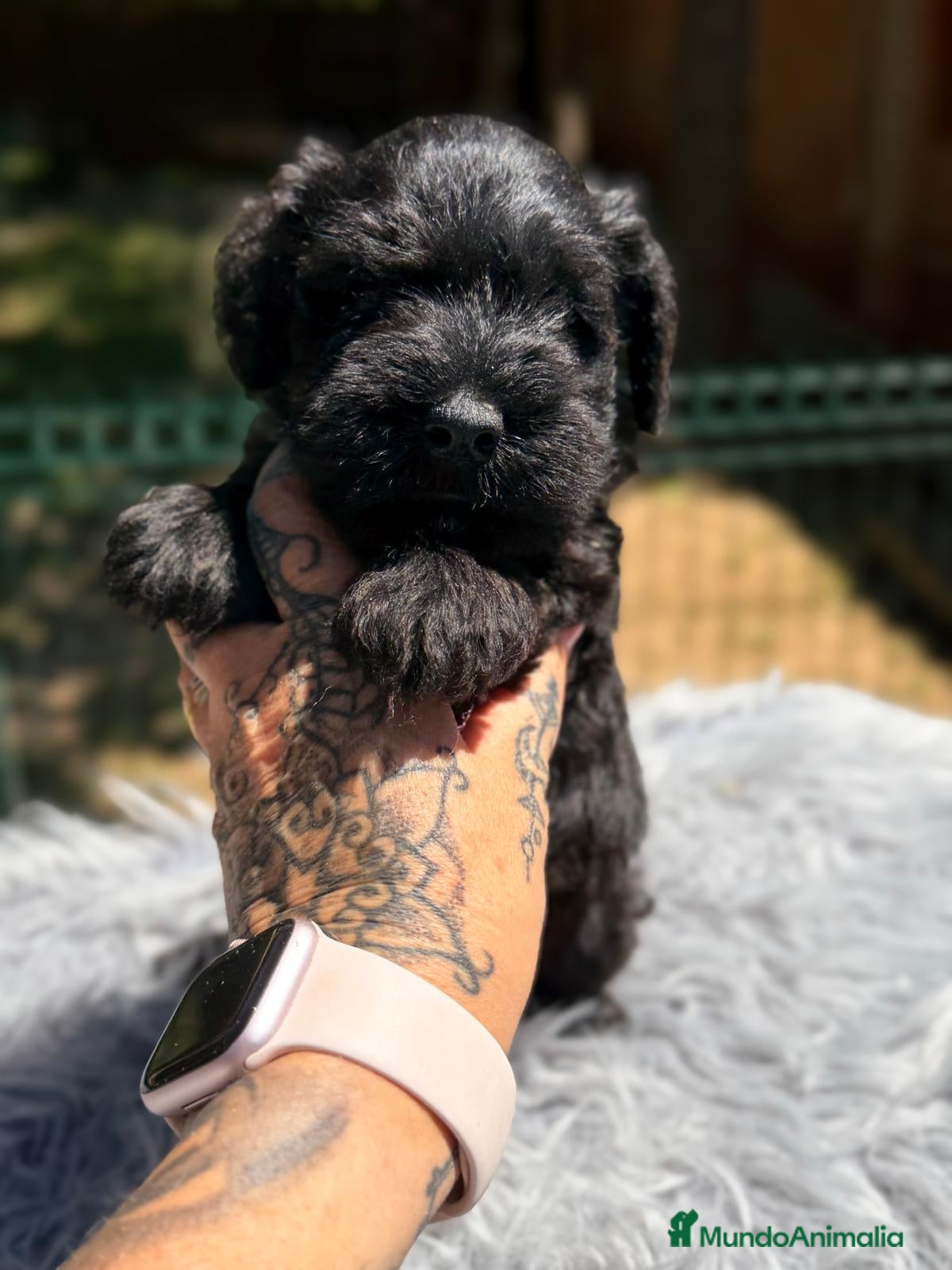 Schnauzer Miniatura perros SCHNAUZER MINIATURA NEGRO - Anuncio 4