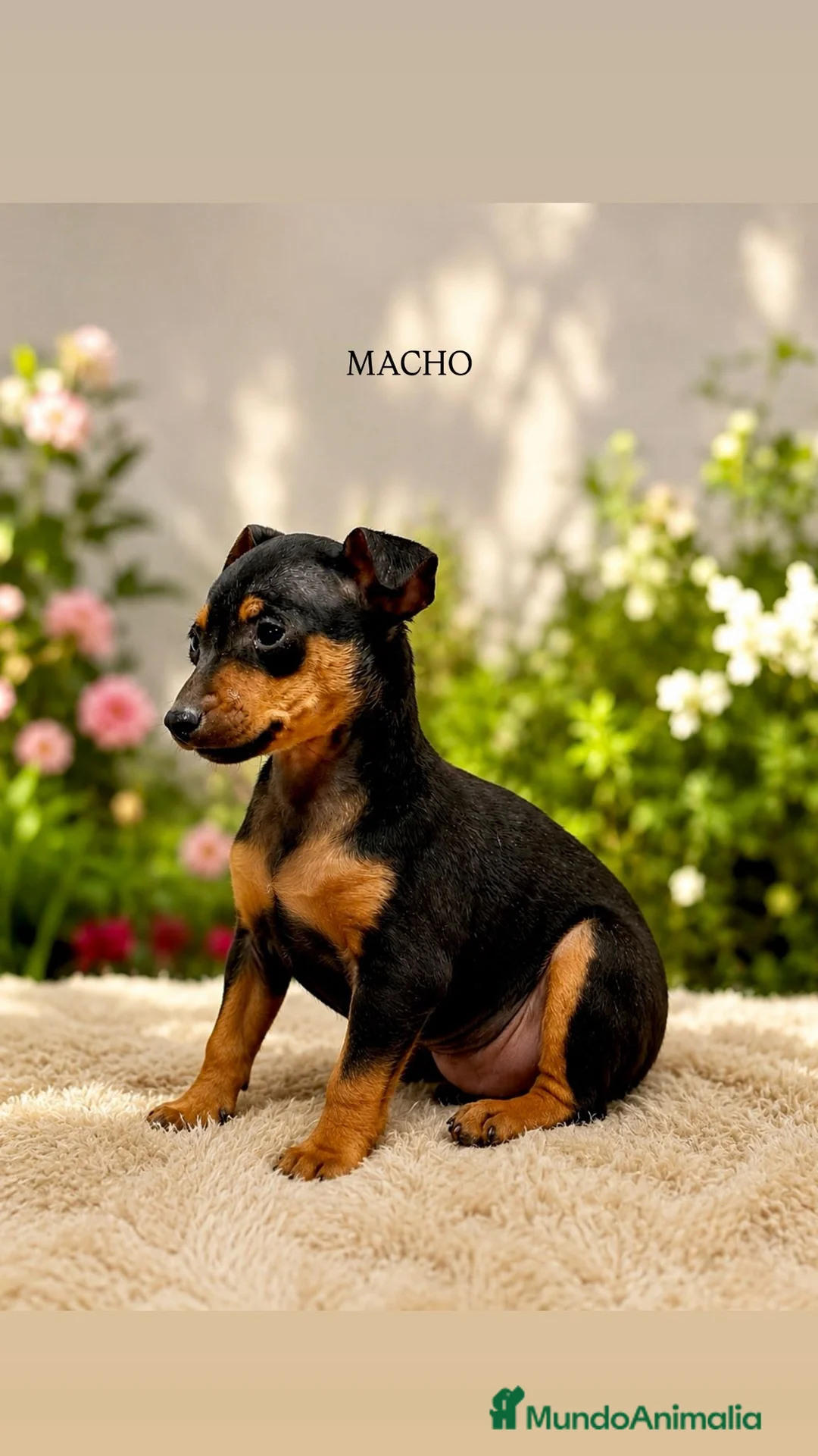 Ratón de Praga perros en venta: Raton de Praga - Anuncio 2