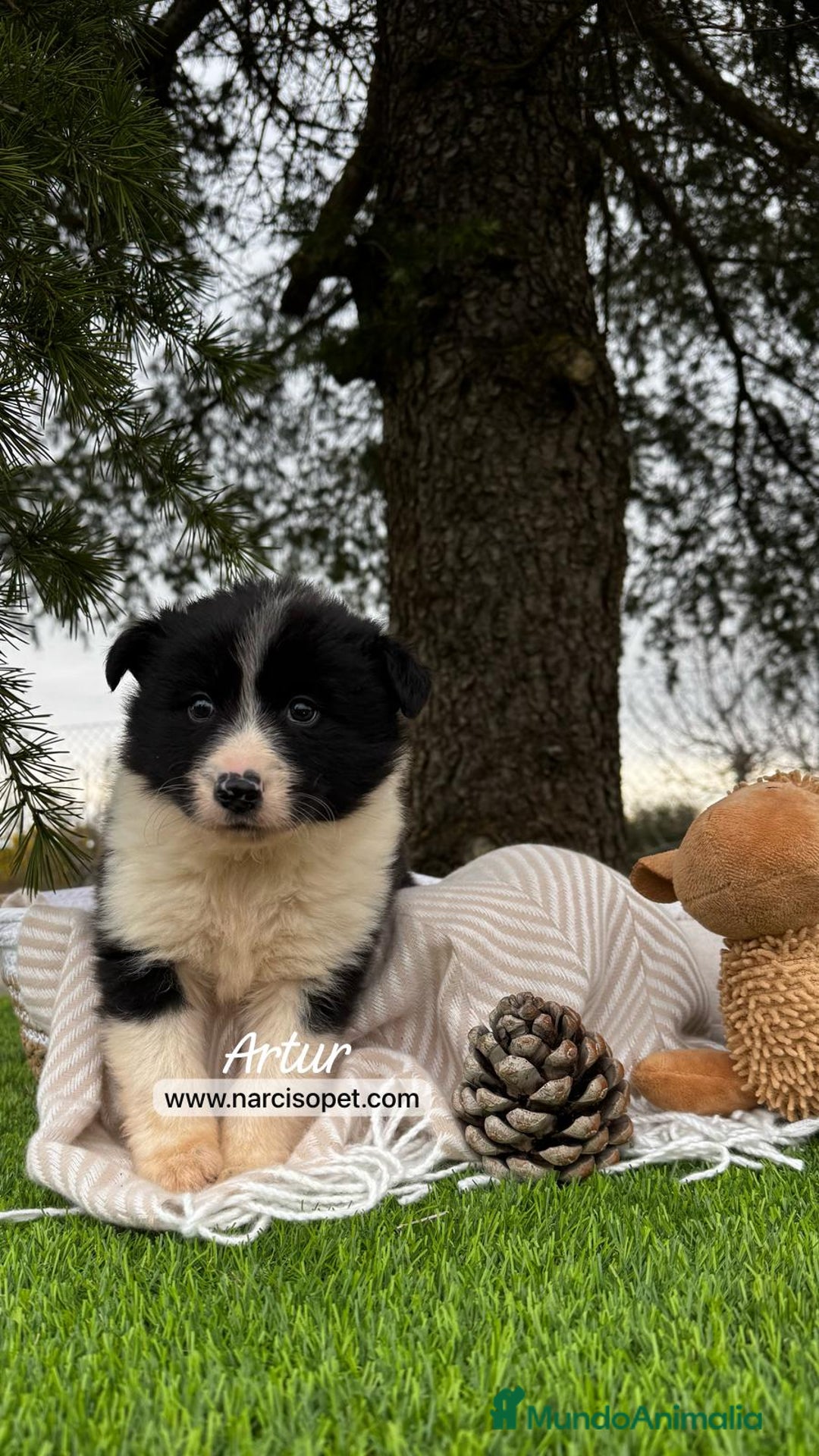 Border Collie perros en venta: BORDER COLLIE - Imagen 6