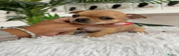 Chihuahua perros en venta: CHIHUAHUA HEMBRA - Anuncio 7