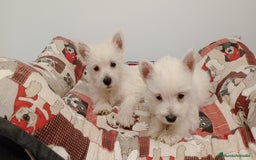 West Highland White Terrier perros en venta: Westhy  - Imagen 2